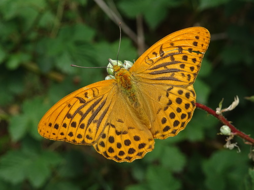 Silver-washed Fritillary, Wassenaar, Nederland, photo 7 of 10