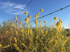 Cleomella palmeri