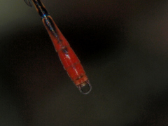 Agriocnemis victoria