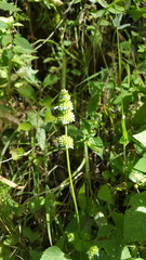 Salvia lasiocephala