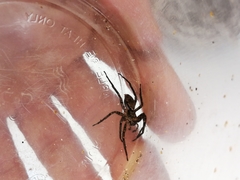 Tomopisthes horrendus