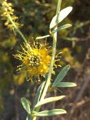 Cleomella palmeri
