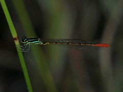 Agriocnemis victoria