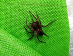 Tomopisthes horrendus