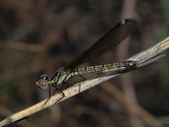 Platycypha caligata