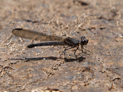Chlorocypha consueta