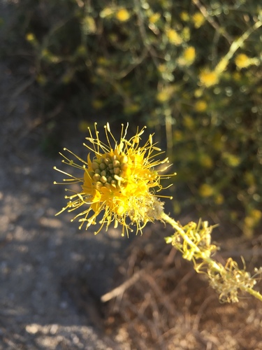 Palmer's jackass-clover (Cleomella palmeri)