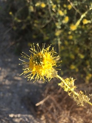 Cleomella palmeri