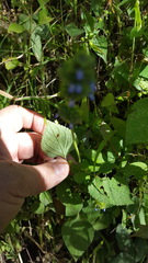 Salvia lasiocephala