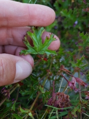 Pelargonium scabroide