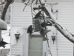 Passer domesticus