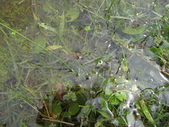 Pseudopaludicola falcipes