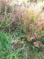 Pelargonium scabroide
