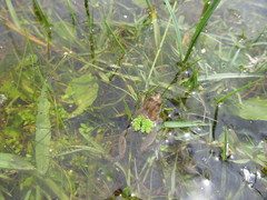 Pseudopaludicola falcipes