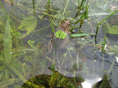 Pseudopaludicola falcipes