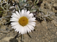 Celmisia cockayneana