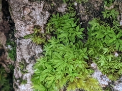 Syntrichia laevipila