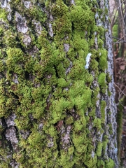 Syntrichia laevipila