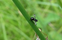 Rivellia syngenesiae