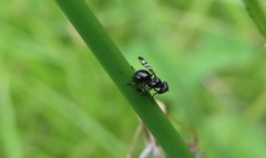 Rivellia syngenesiae