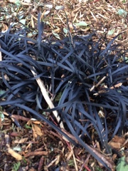 Ophiopogon planiscapus
