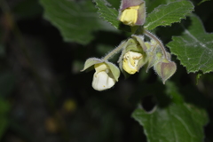Calceolariaceae
