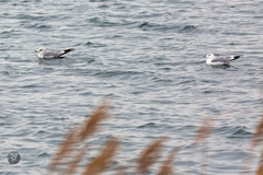 Larus canus