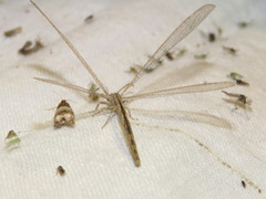 Neuroleon arenarius