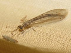Neuroleon arenarius