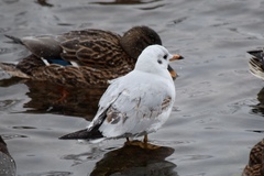 Chroicocephalus ridibundus