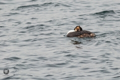 Podiceps cristatus