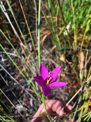 Chironia jasminoides
