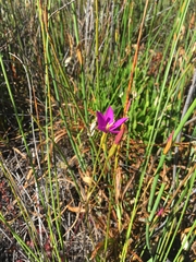 Chironia jasminoides