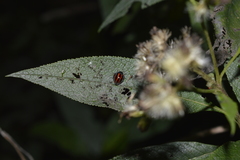 Toxotoma monovittata