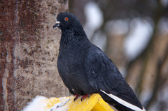 Columba livia domestica