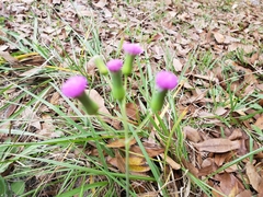 Emilia sonchifolia image