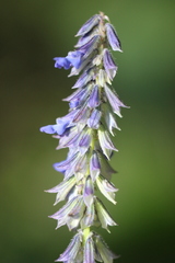 Salvia helianthemifolia