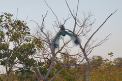 Coracias abyssinicus