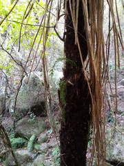 Tmesipteris horomaka