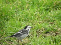 Motacilla alba