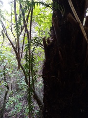 Tmesipteris horomaka