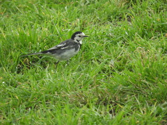 Motacilla alba
