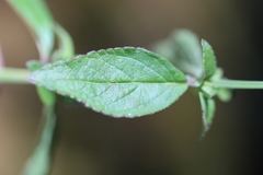 Salvia helianthemifolia