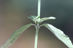 Salvia helianthemifolia