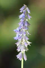 Salvia helianthemifolia