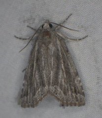 Cutina albopunctella