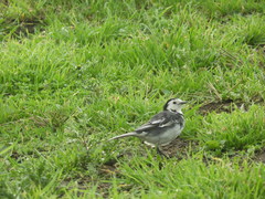 Motacilla alba