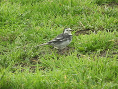 Motacilla alba