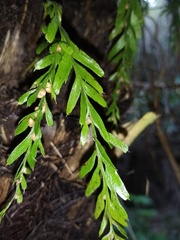 Tmesipteris horomaka