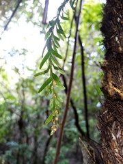 Tmesipteris horomaka